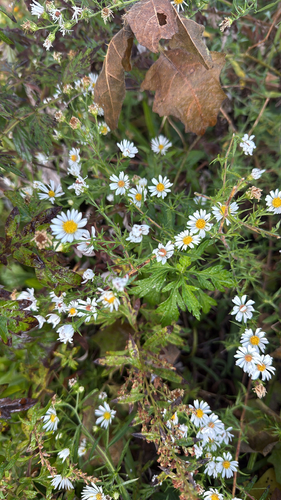 Symphyotrichum pilosum, 2026-10-27