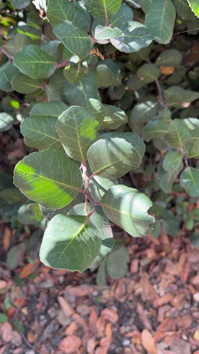 Rhus integrifolia observed 2026-10-26