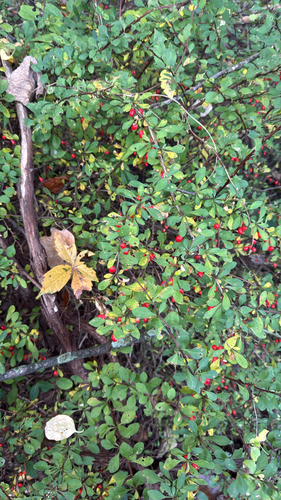 Berberis thunbergii observed 2026-10-27