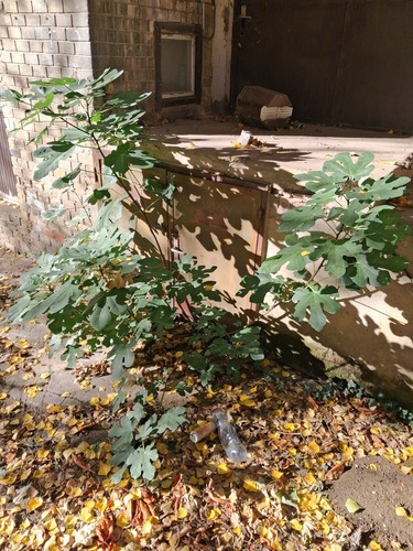 Ficus carica observed 2026-10-27