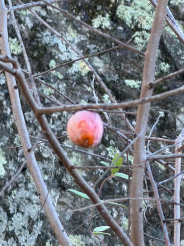 Diospyros observed 2026-10-26