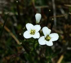 Cardamine lilacina