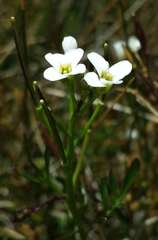 Cardamine lilacina