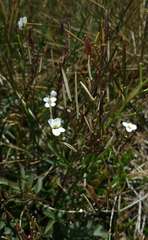 Cardamine lilacina