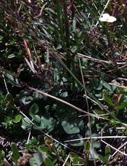 Cardamine lilacina