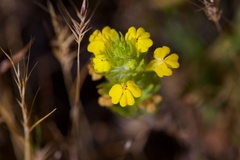 Castilleja rubicundula