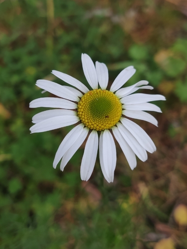 Chrysanthemum observed 2026-10-27