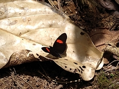 Castilia castilla