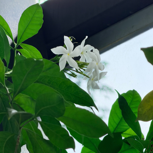 Tabernaemontana divaricata observed 2026-10-27