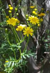 Senecio pinnatifolius alpinus
