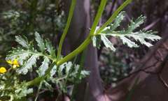 Senecio pinnatifolius alpinus