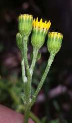 Senecio pinnatifolius alpinus