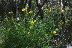 Senecio pinnatifolius alpinus