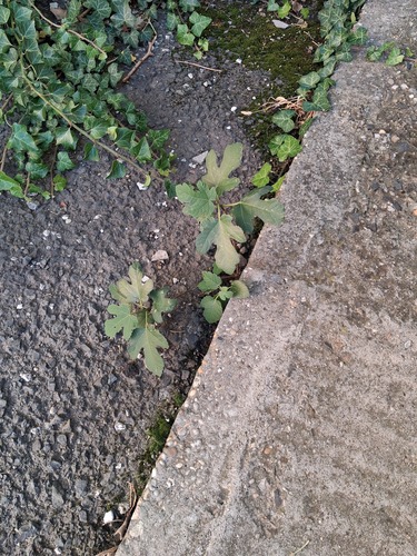 Ficus carica observed 2026-10-27