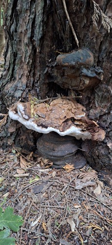 Ganoderma observed 2026-10-27