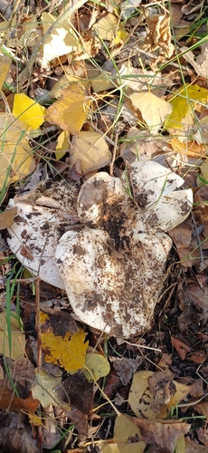 Lactarius lactarius observed 2026-10-27