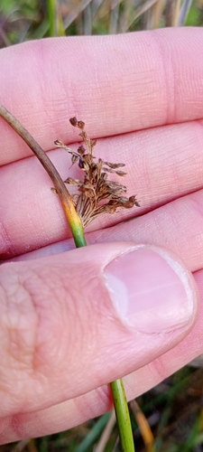 Juncus observed 2026-10-27