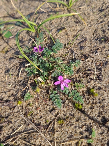 Erodium cicutarium observed 2026-10-27