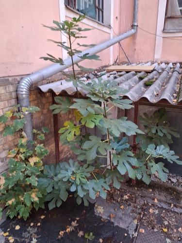Ficus observed 2026-10-27