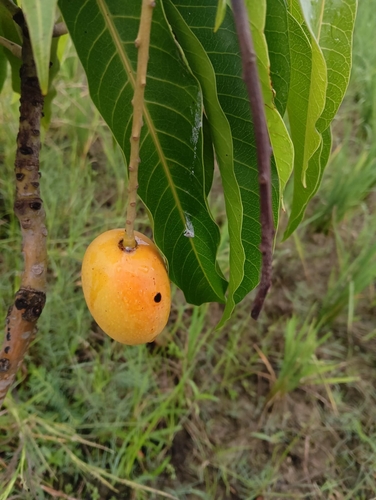 Mangifera indica observed 2026-10-27