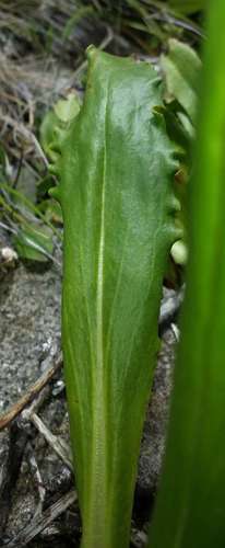 Image of Podolepis robusta by (c) Russell Best, some rights reserved (CC BY)