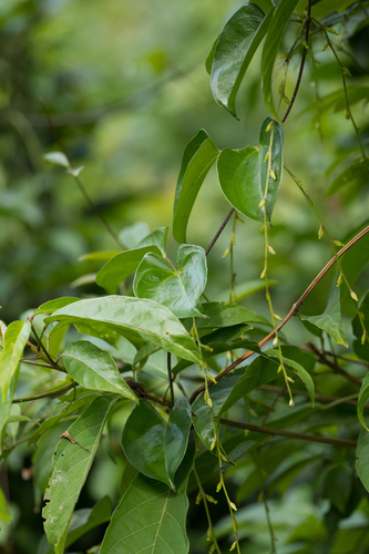 Dioscorea observed 2026-10-26