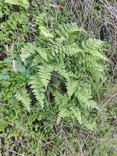 Cyathea observed 2026-10-27
