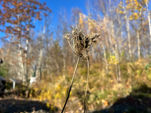 Daucus, 2026-10-27