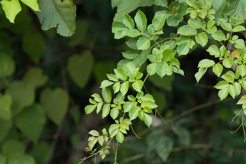 Nekemias cantoniensis, 2026-10-26