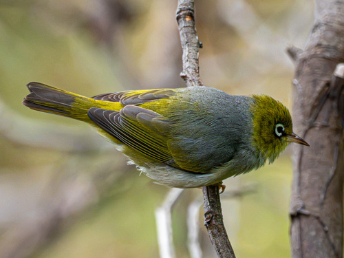 Zosterops lateralis observed 2026-10-27