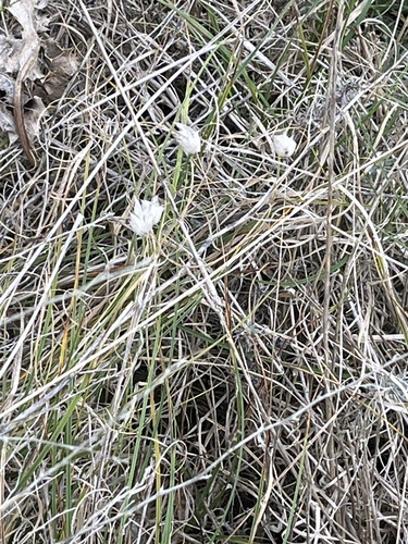 Lagurus ovatus observed 2026-10-27