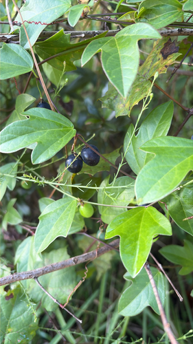 Passiflora suberosa observed 2026-10-27
