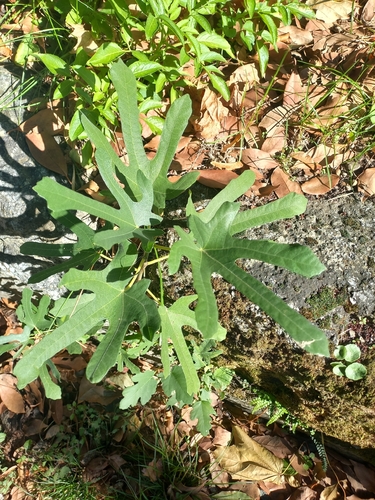 Ficus observed 2026-10-27