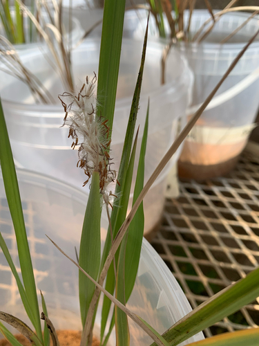 Imperata observed 2026-10-27