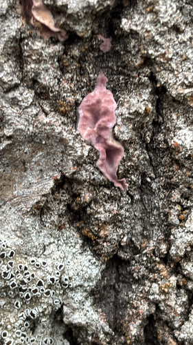 Chondrostereum purpureum, 2026-10-27