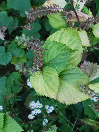 Perilla frutescens observed 2026-10-26