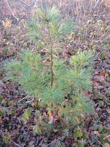 Pinus strobus, 2026-10-27