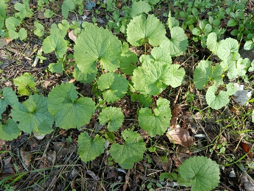 Arabis observed 2026-10-27