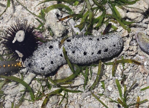 Holothuria observed 2026-10-27