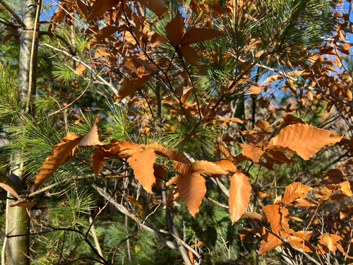 Fagus grandifolia observed 2026-10-27