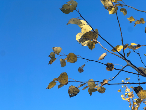Populus tremuloides observed 2026-10-27