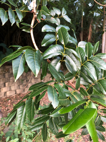 Swietenia macrophylla observed 2026-10-27