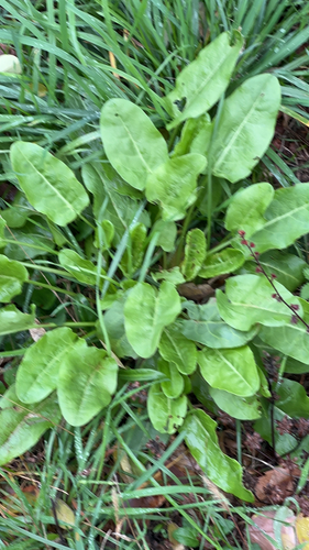Rumex acetosa observed 2026-10-27