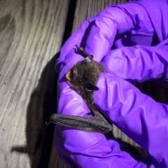 Myotis volans