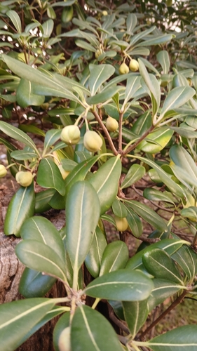 Pittosporum tobira observed 2026-10-27