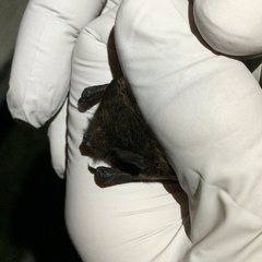 Myotis volans
