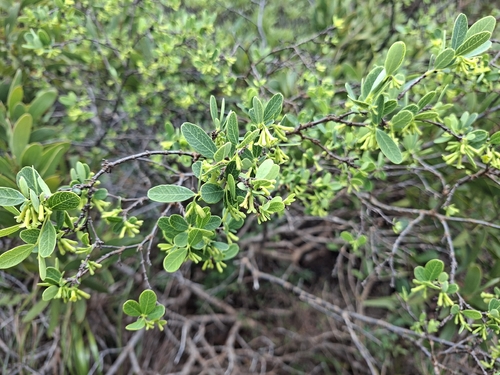 Wikstroemia indica observed 2026-10-25