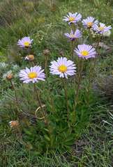 Brachyscome spathulata spathulata