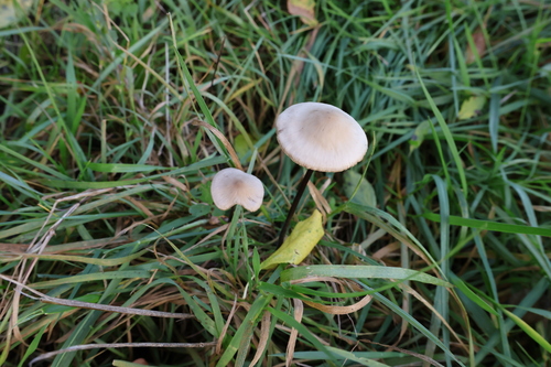 Marasmius observed 2026-10-26