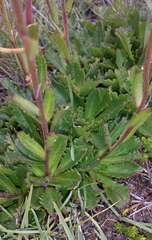 Brachyscome spathulata spathulata